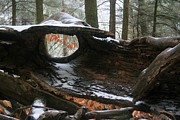 Log Eye in Winter Photograph by Robert Wilder Jr