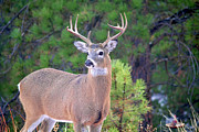 Lone Buck Photograph by Rebecca Langen