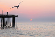 Lone Gull At Sunrise Photograph by Robert Banach Lone Gull At Sunrise Photograph by Robert Banach