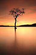 Lone Tree Afterglow Photograph by Grant Glendinning Lone Tree Afterglow Photograph by Grant Glendinning
