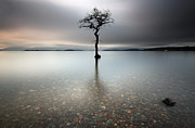 Lone Tree Loch Lomond Photograph by Grant Glendinning Lone Tree Loch Lomond Photograph by Grant Glendinning