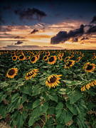 Long Island Sunflower Sunset Photograph by Alissa Beth Photography