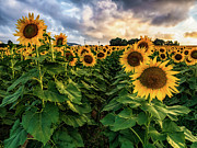 Long Island Sunflowers  Photograph by Alissa Beth Photography