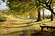 Long shadows of the afternoon Photograph by Elena Perelman