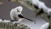Long-tailed look Photograph by Torbjorn Swenelius