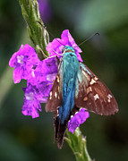Long-Tailed Skipper Jardin Botanico del Quindio Colombia Photograph by Adam Rainoff