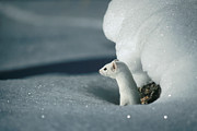 Long-tailed Weasel Mustela Frenata Photograph by Michael Quinton Long-tailed Weasel Mustela Frenata Photograph by Michael Quinton