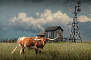 Longhorn Steer in a Prairie pasture by Windmill and Old Gray Wooden Barn Photograph by Randall Nyhof