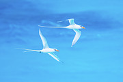 Longtail Dream Team Photograph by Jeff at JSJ Photography