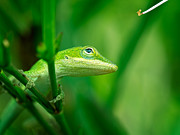 Look Up Lizard Photograph by Brad Boland