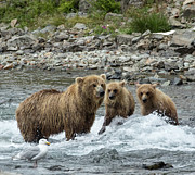 Looking for Sockeye Salmon Photograph by Cheryl Strahl