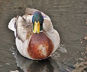 Looking Great Photograph by Merle Grenz Looking Great Photograph by Merle Grenz