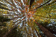 Looking up at the trees Adirondack Log Keene Valley NY New York Photograph by Toby McGuire Looking up at the trees Adirondack Log Keene Valley NY New York Photograph by Toby McGuire