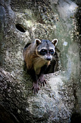Lookout Photograph by Daniel Murphy