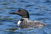 Loon Close UP Photograph by Paul Schultz Loon Close UP Photograph by Paul Schultz