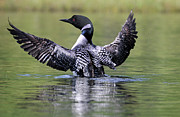Loon Wingspan Photograph by Brook Burling