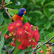 Lorikeet and Gum Nut Blossoms by Kaye Menner Photograph by Kaye Menner Lorikeet and Gum Nut Blossoms by Kaye Menner Photograph by Kaye Menner
