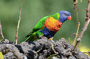 Lorikeet on Vine Photograph by Werner Padarin
