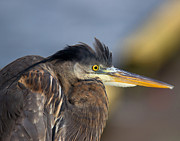 Lost in Thought Photograph by Carl Olsen