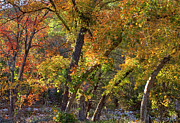 Lost Maples Photograph by VJ Lair