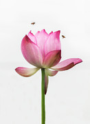Attraction between the bees and the flower. Photograph by Usha Peddamatham