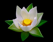 Lotus Blooming Photograph by Julie Palencia
