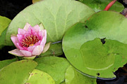 Lotus Blossom Photograph by Karen Lynch