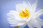 Lotus flower 2 Photograph by Elena Elisseeva Lotus flower 2 Photograph by Elena Elisseeva