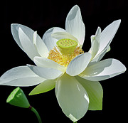 Lotus Flower of Devotion Photograph by Julie Palencia