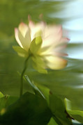 Lotus Reflection Photograph by Jill Love