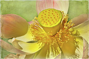Lotusland Lotus Photograph by Marilyn Cornwell Lotusland Lotus Photograph by Marilyn Cornwell