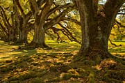 Louisiana Oak Tree Landscape Photograph by Adam Jewell