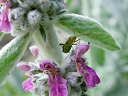 Lounging on the Lambs Ear Photograph by Peggy King