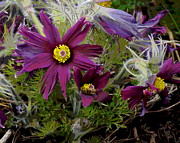 Love in the Spring Photograph by Ben Upham III Love in the Spring Photograph by Ben Upham III
