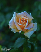 Lovely Rose Photograph by Mark Joseph