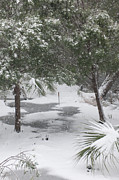 Lowcountry Winter Wonderland Photograph by Dale Powell Lowcountry Winter Wonderland Photograph by Dale Powell