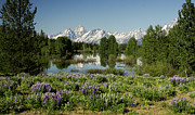 Lupines Photograph by Ronnie And Frances Howard
