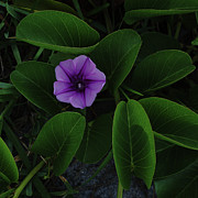 Lush Railroad Vine Flower Delray Beach Florida Photograph by Lawrence S Richardson Jr
