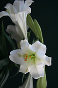 Lustrous Lilies Photograph by Mary Gaines