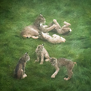 Lynx in the Mist Photograph by Tim Newton