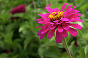 Magenta Zinnia Photograph by K Bradley Washburn Magenta Zinnia Photograph by K Bradley Washburn