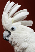 Maggie the Umbrella Cockatoo Photograph by Bob Slitzan Maggie the Umbrella Cockatoo Photograph by Bob Slitzan