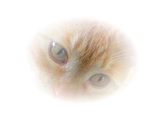 Magic Eyes Photograph by Judy Kennedy