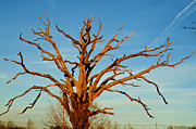 Magical Old Tree  Photograph by Louis Dallara