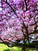 Magnificant Magnolias Photograph by Susan Savad Magnificant Magnolias Photograph by Susan Savad