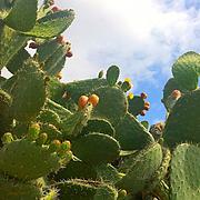 Magnificent #cactus With New Buds And Photograph by Shari Warren