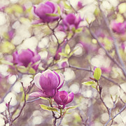 Magnolia Photograph by Melanie Alexandra Price Magnolia Photograph by Melanie Alexandra Price
