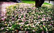 Magnolia Petals on the Lawn Photograph by Frank J Casella