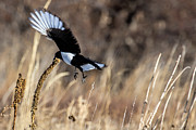 Magpie in Winter Photograph by Jim Garrison