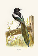 Magpie Restored Digital Art by Sapiens Verbum Magpie Restored Digital Art by Sapiens Verbum